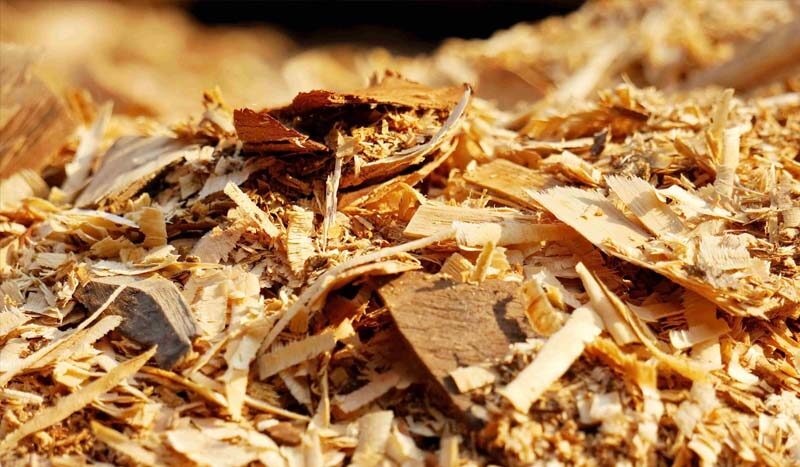 Penyedia Wood Chips Indonesia