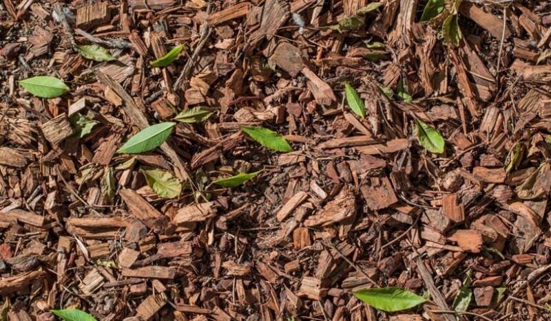 Distributor Wood Chips Indonesia