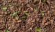 Distributor Wood Chips Indonesia